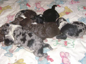 LXB7pups.JPG