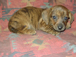 MinidachshundpuppyforsaleinWi.JPG