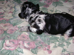 SXPbngirl1view3.JPG