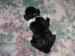 SXPp9view3.JPG