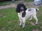 TroublePoodle.JPG