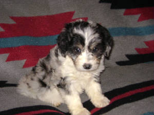 lXbpuppy1.JPG
