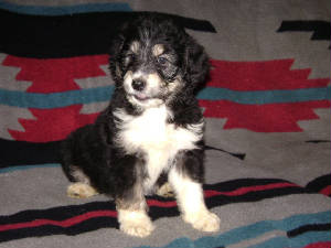 lXbpuppy2.JPG