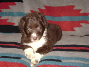 lXbpuppy3.JPG