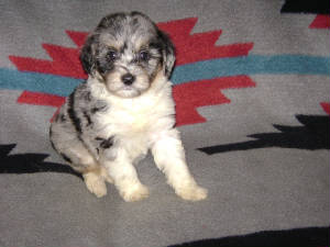 lXbpuppy4.JPG