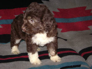lXbpuppy6.JPG