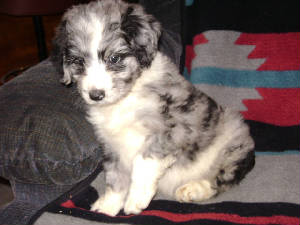 lXbpuppy7.JPG