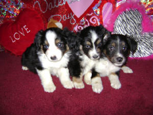 treasurespups.JPG