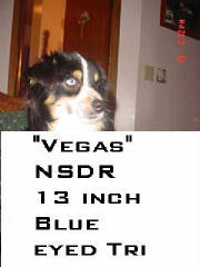 vegasblueeye.jpg