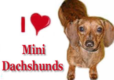 iloveminidachshunds.jpg
