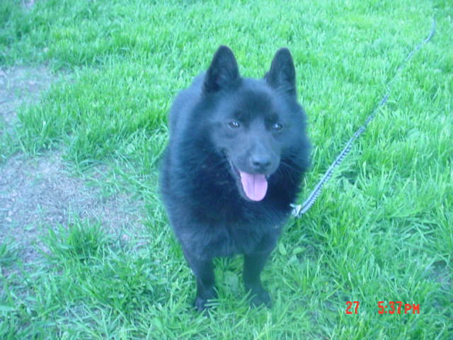 schipperke.jpg